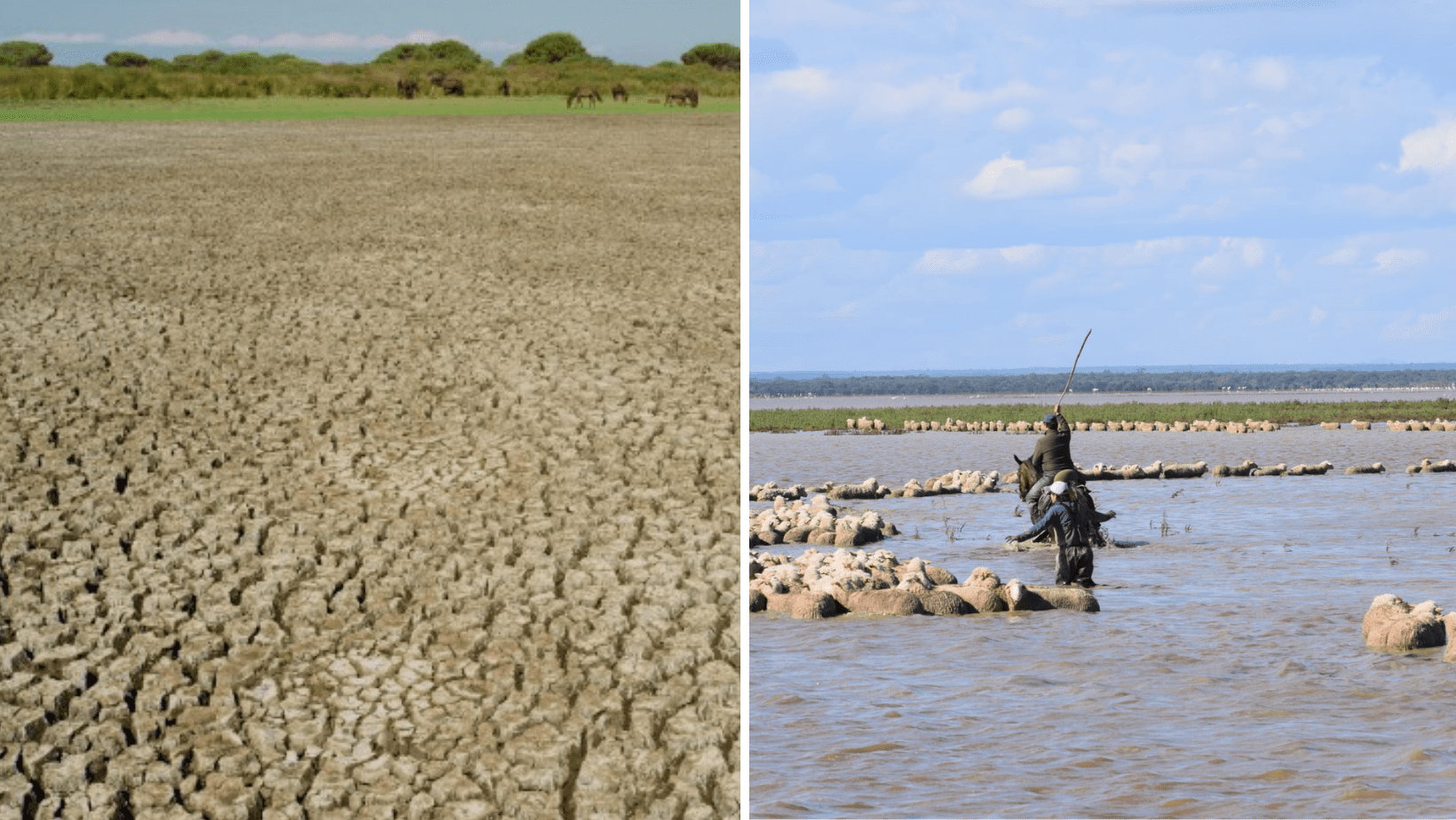 Los expertos advierten la lluvia de Doñana pueden no ser suficientes para mantener el parque a través de temperaturas siempre crecientes.