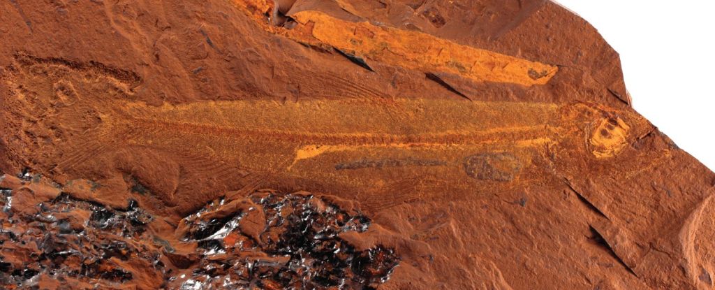 Increíble fósil de pescado de 15 millones de años que se encuentra en el desierto australiano: Sciencealert
