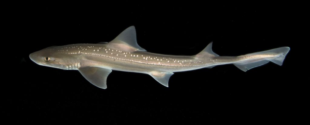 Escuche las primeras grabaciones de tiburones haciendo ruidos activamente: Sciencealert