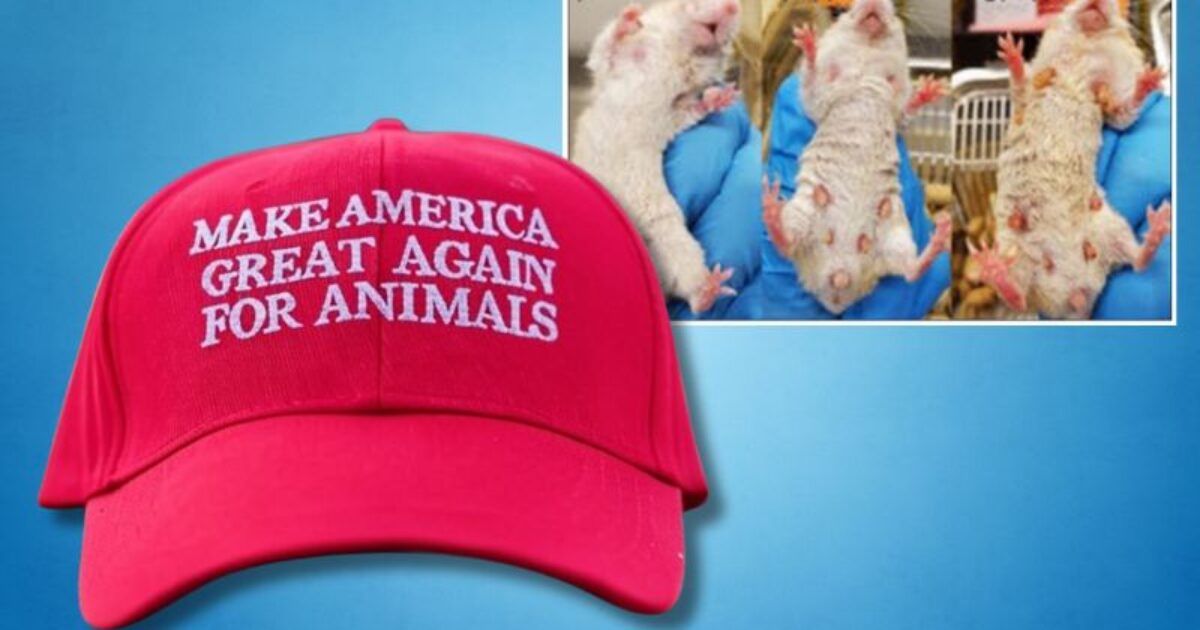 Trump continúa haciendo que Estados Unidos sea excelente para los animales: recorta más nih otorga financiación de pruebas de animales transgénero | El experto de la puerta de entrada