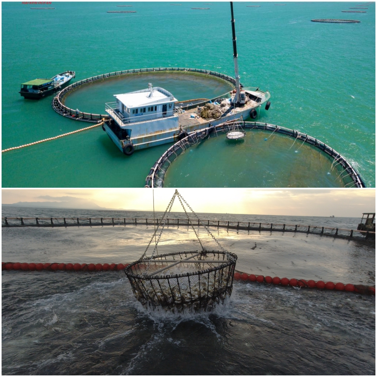 Hainan Fish on Global Tablas: testamento de exitosa Iniciativa de productos de Hainan Fresh