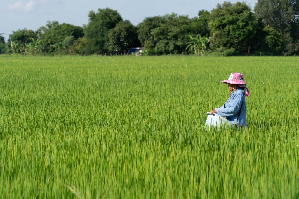 DFI Retail Group lanza el programa piloto de arroz bajo en carbono reduce al menos el 30% en las emisiones de GEI