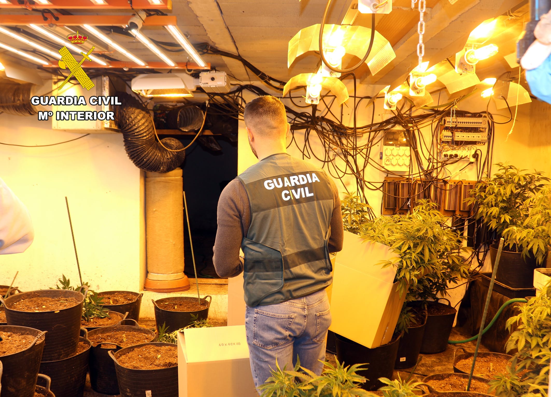 Guardia Desmantula Civil Sitio de producción de marihuana activa en Murcia
