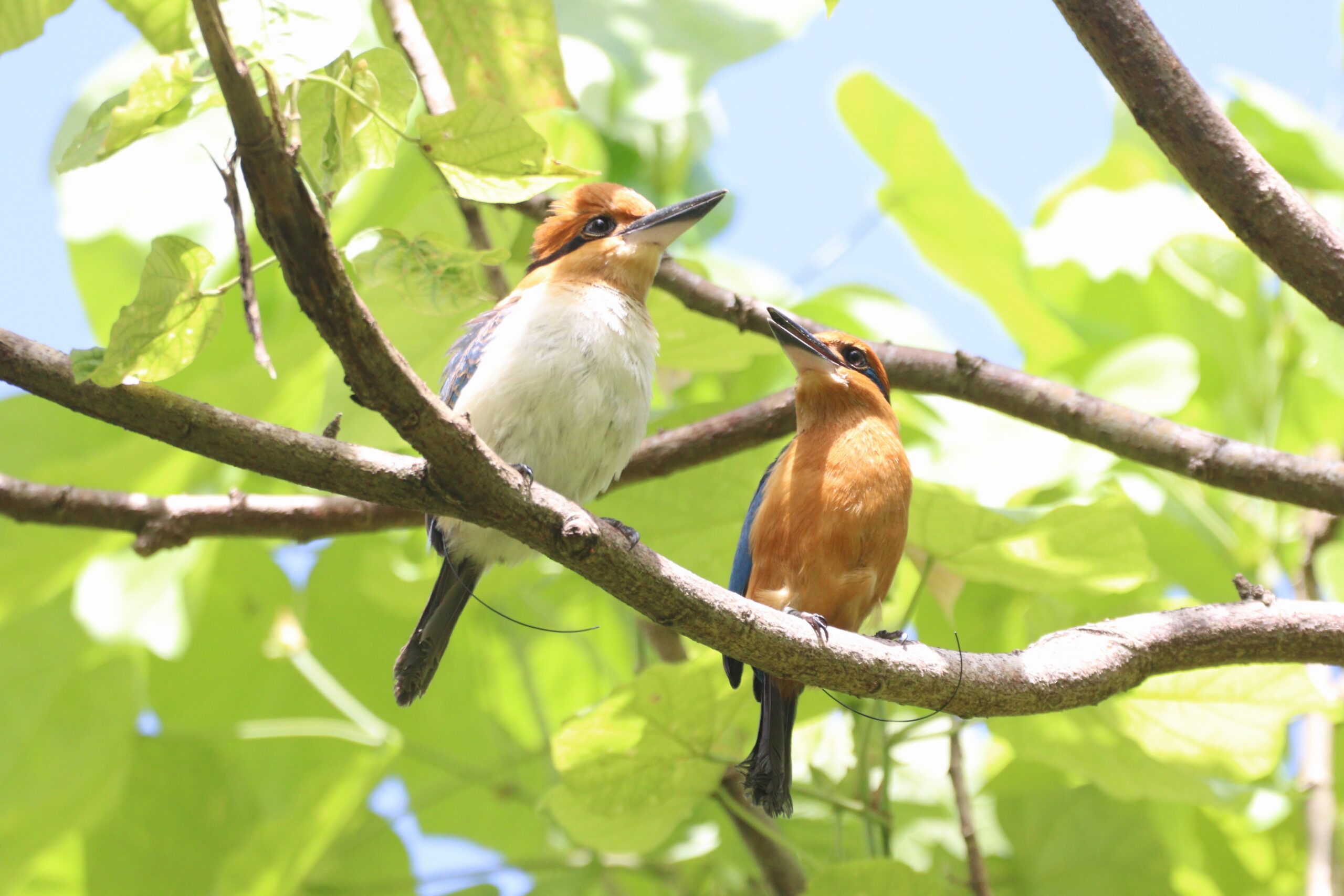 Bárese ‘extinto en la naturaleza’ más cerca de perder esa designación después de los huevos de productos Siheke liberados