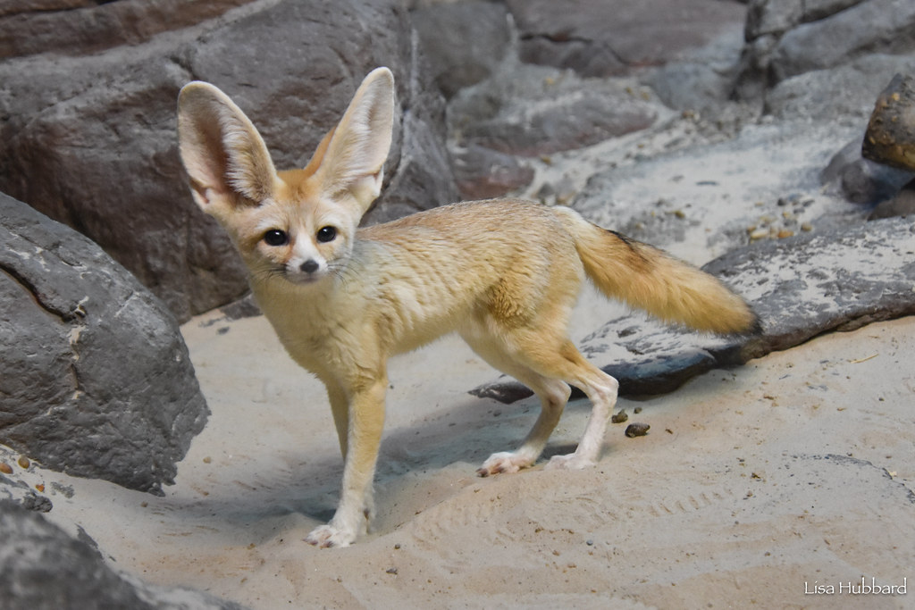 Grandes cambios para los zorros pequeños