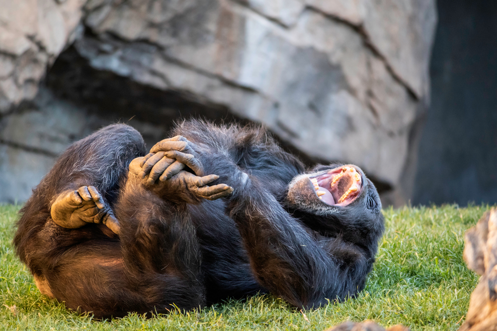 Al igual que nosotros, a los chimpancés les encanta beber y compartir alcohol.