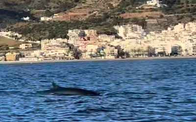 Otro avistamiento de ballenas – Costa Tropical Gazette News