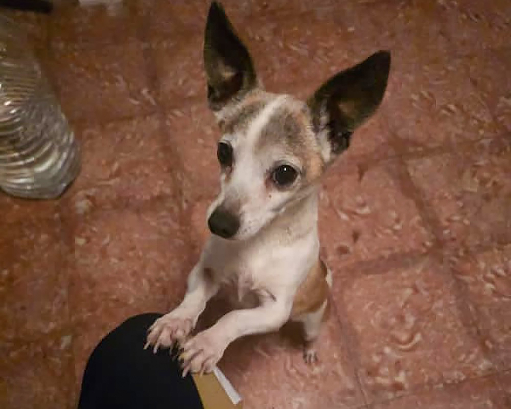 El propietario horrorizado encuentra la cabeza cortada de amadas mascotas en la puerta de la puerta ⋆ Madrid Metropolitan