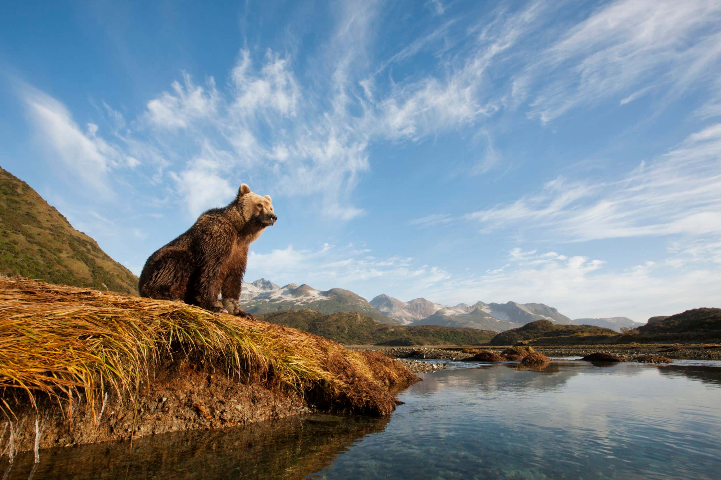 Lo que revelan las sorprendentes vidas de los animales solitarios sobre nosotros