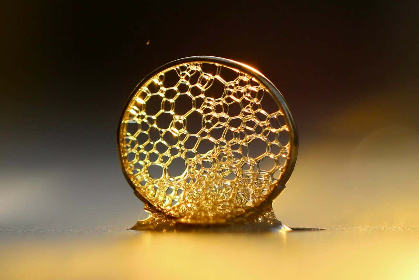 El concurso de fotografía destaca la belleza de la ciencia en detalles vívidos