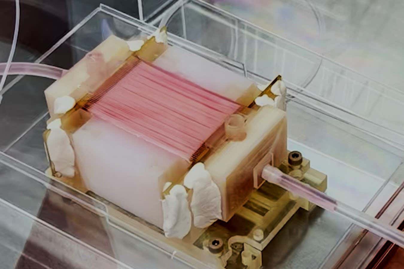 El pollo cultivado en laboratorio podría hacerse más masticable con capilares artificiales