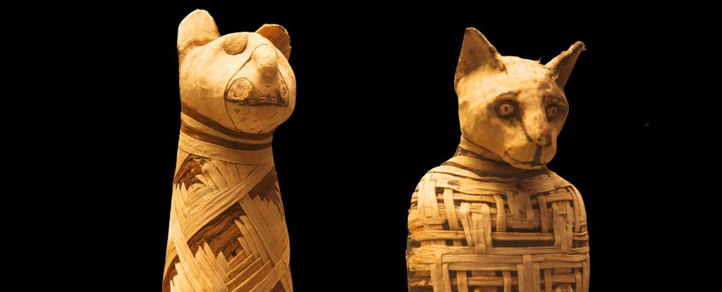 El gato moderno puede haber surgido del antiguo sacrificio ritual egipcio: Sciencealert