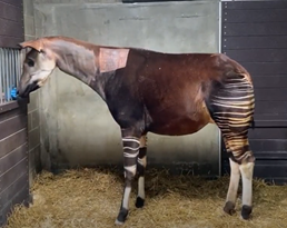 El dermatólogo ayuda al zoológico de Cincinnati a determinar las posibles causas de los problemas de la piel de Okapi femenino