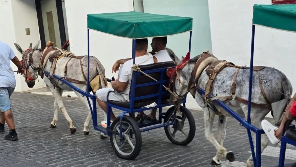 Nuevas reglas para los taxis de burro de Mijas «Euro Weekly News