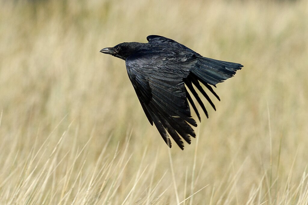 Crowsight – La poesía de la ciencia