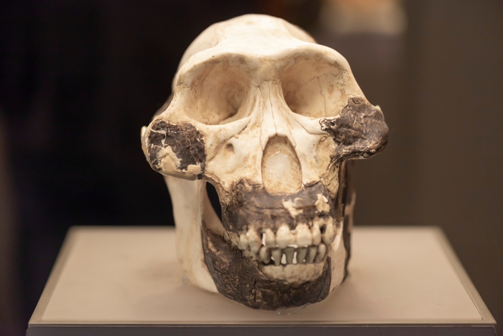 Las poblaciones humanas prehistóricas se movieron hacia el este al final de la edad de hielo