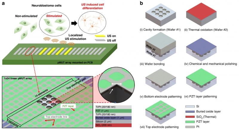 Los microrobots magnéticos aumentan el crecimiento de las células cerebrales