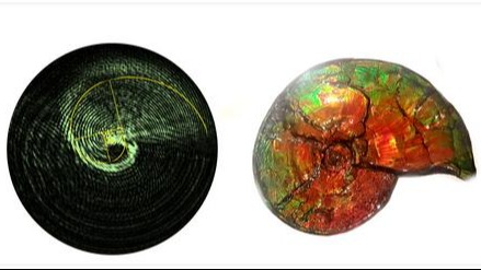 Una nueva forma de espirales ligeras como conchas nautilus y semillas de girasol