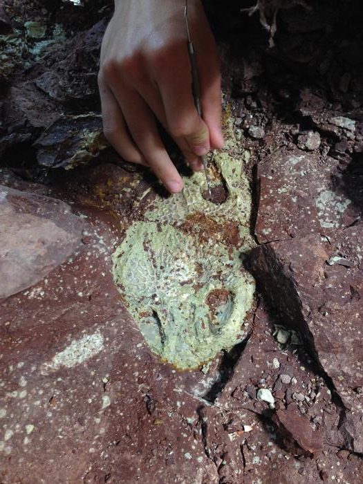 Descubriendo una misteriosa muerte de la masa anfibia de hace 230 millones de años