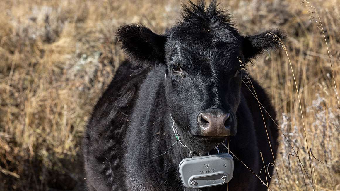 Cómo la esgrima virtual puede salvar la vida de los animales salvajes