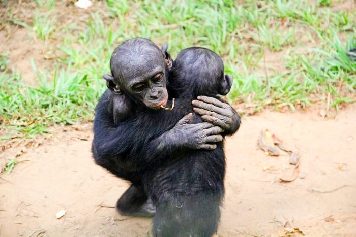 La empatía de simio rompe los estereotipos de especies