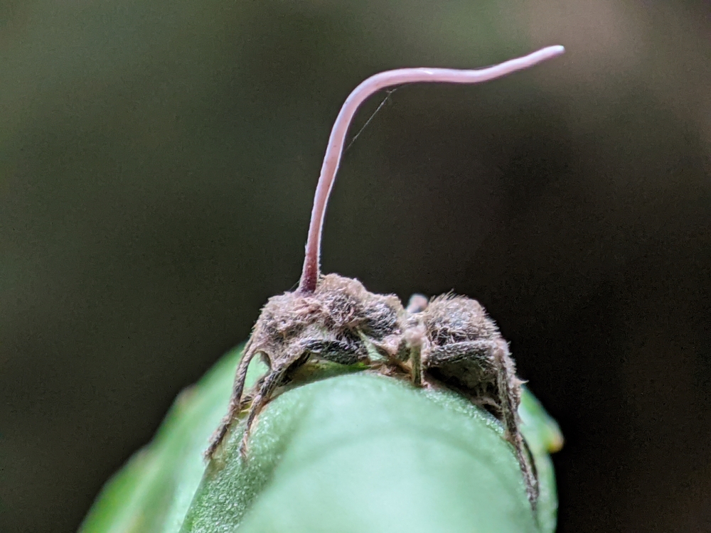 Estos 5 hongos infecciosos son un terror para los insectos y los humanos