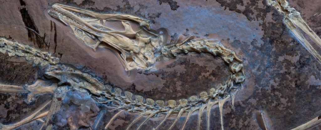 Increíble detalle sobre este fosil de Archaeopteryx podría ayudar a resolver el debate de vuelo: Sciencealert