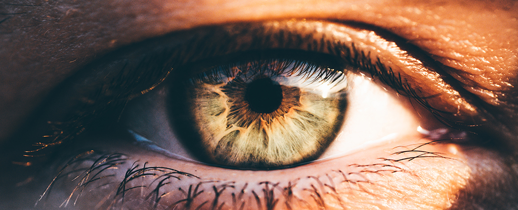 Drogas experimentales probadas en ratones repara el ojo para restaurar la visión: Sciencealert