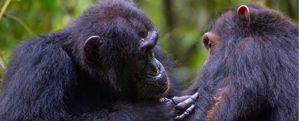 Los chimpancés salvajes parecen administrarse ‘primicias’ entre sí: Sciencealert
