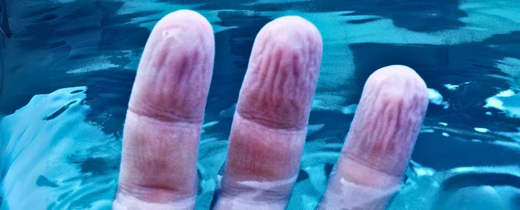 Misterio sobre la forma en que los dedos se arrugan en el agua pueden tener una respuesta: Sciencealert