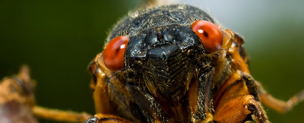 Los bichos misteriosos regresarán después de 17 años bajo tierra: Sciencealert