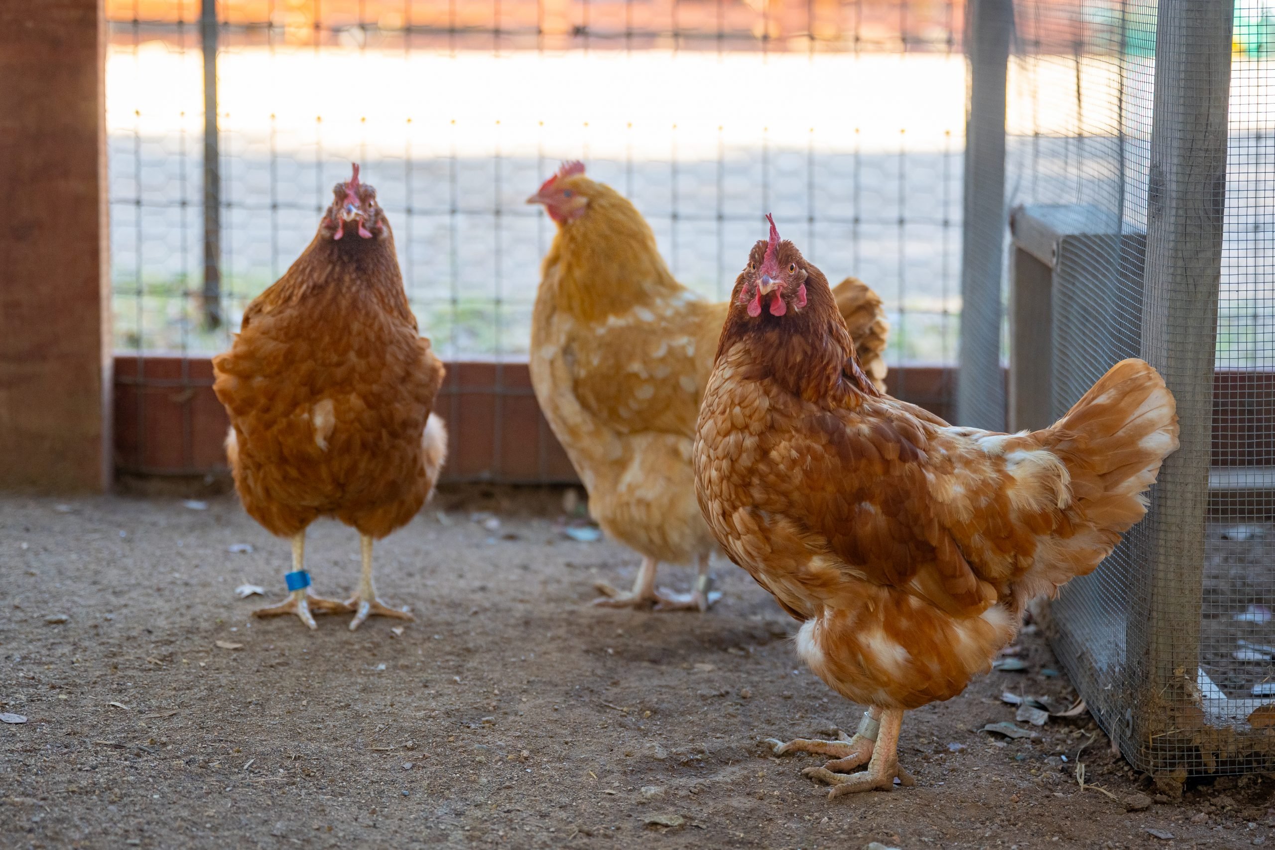 Un joven guardó tres gallinas: amigos, no comida