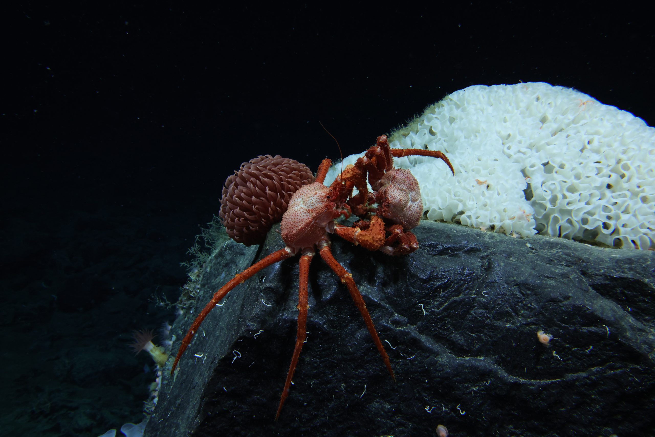 El 99.999 por ciento del océano profundo está inexplorado: sus secretos son clave para comprender nuestro planeta