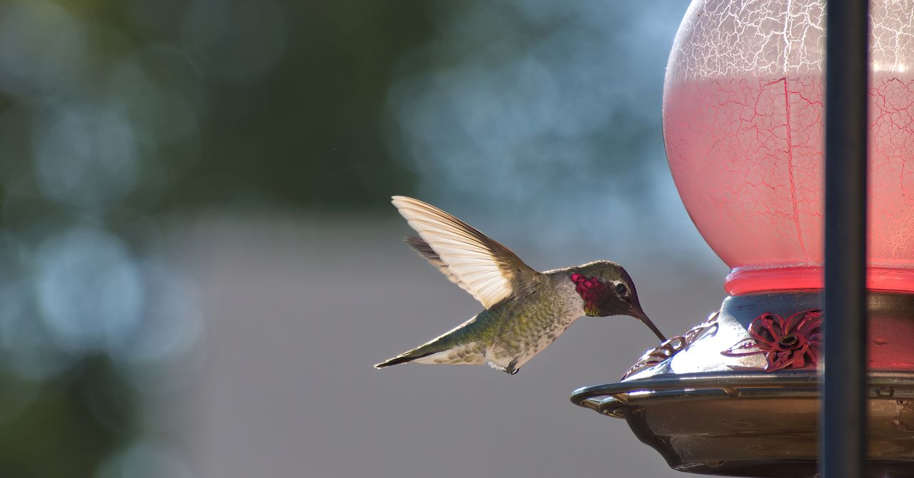 Los colibríes están evolucionando para adaptarse a la vida con los humanos