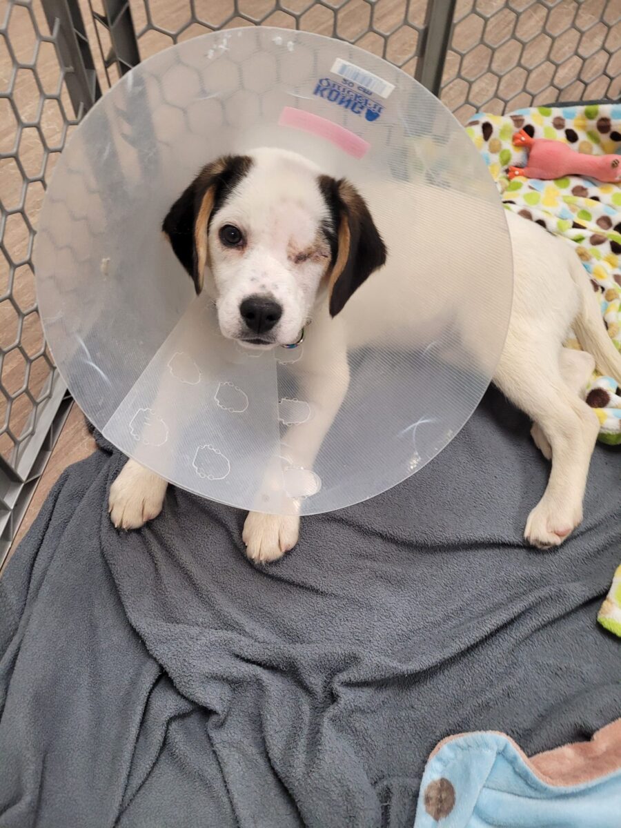 El cachorro tuerto captura los corazones y la encuentra para siempre en casa