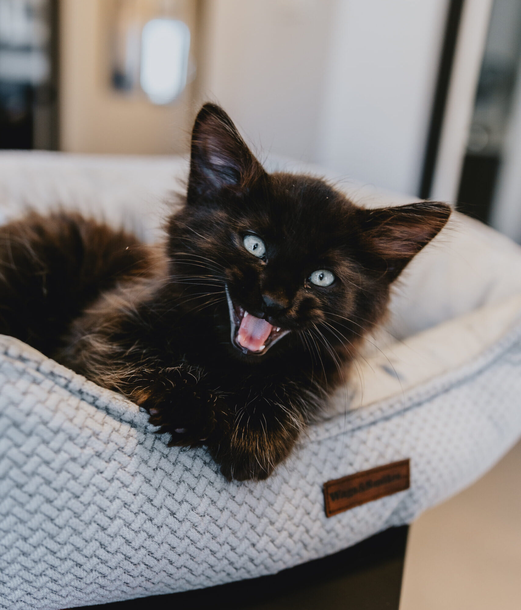 Razones comunes por las cuales los gatos “se” maullan a sus padres