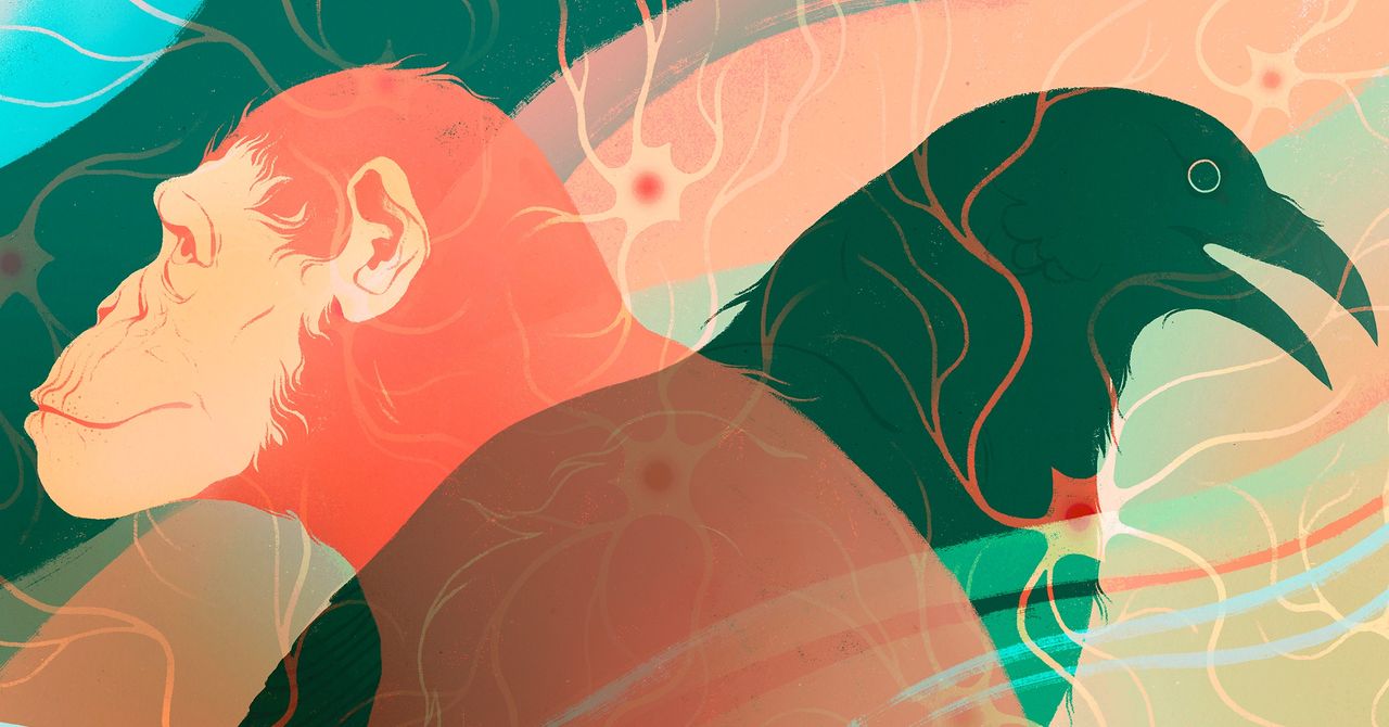 La inteligencia en la tierra evolucionó independientemente al menos dos veces