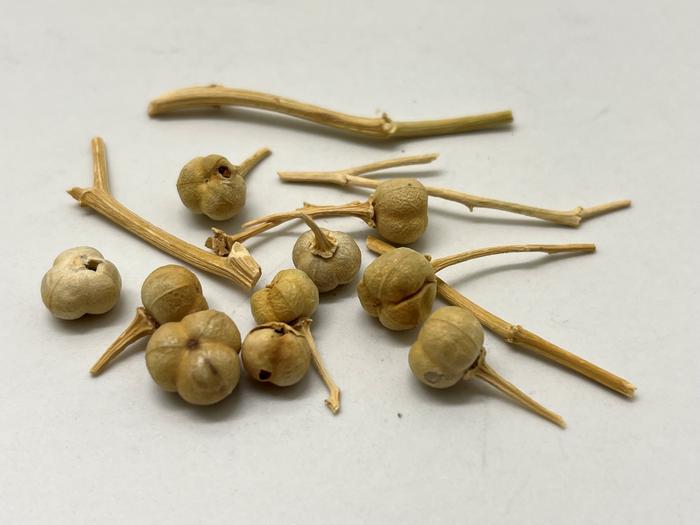 Los antiguos árabes usaron planta psicoactiva hace 2.700 años