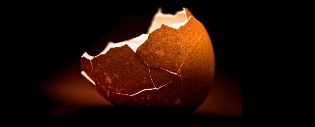 Un científico de alimentos explica la mejor manera de pelar un huevo hervido: Sciencealert