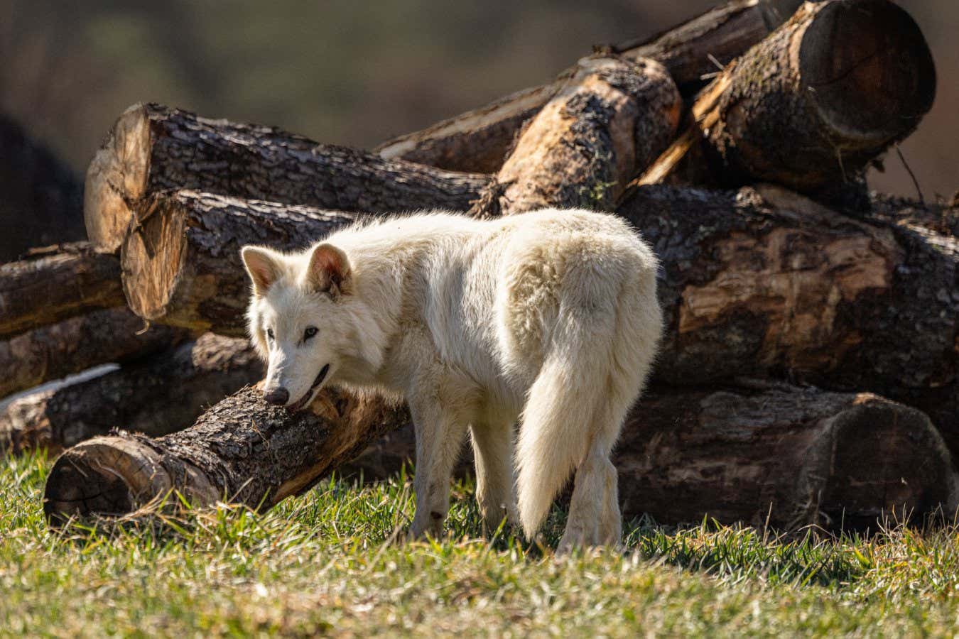 El científico colosal ahora admite que realmente no han hecho lobos terribles