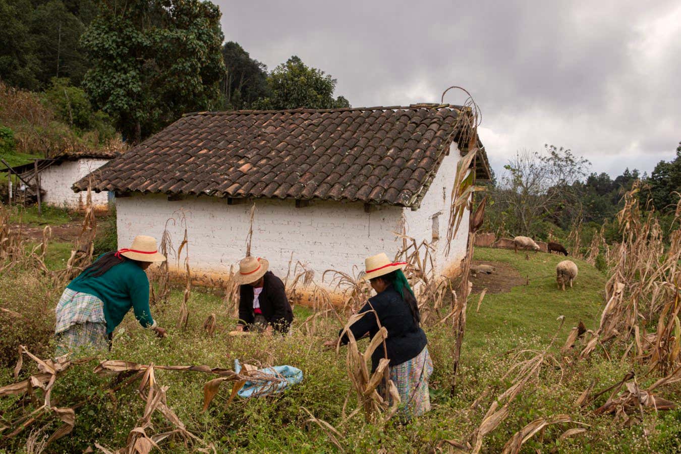 Estas fotos revelan el sistema agrícola único del pueblo maya