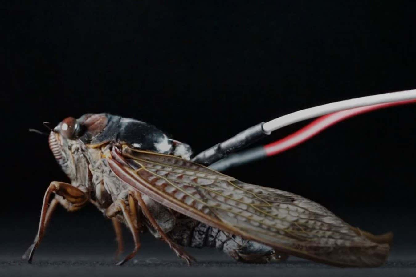 Las cigarras secuestradas tocan música como un altavoz cyborg