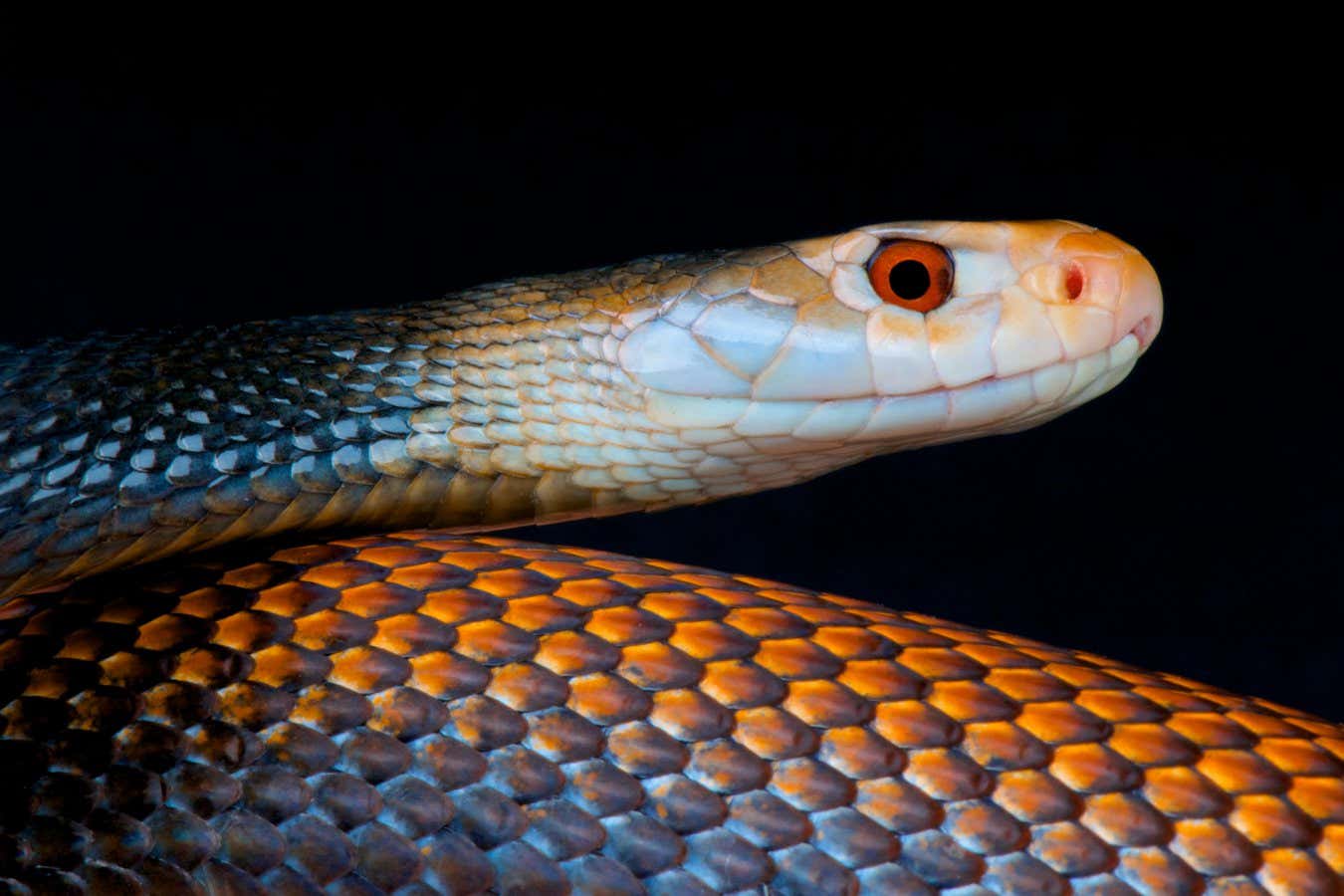 Antivenom innovador puede funcionar contra las serpientes más mortales del mundo