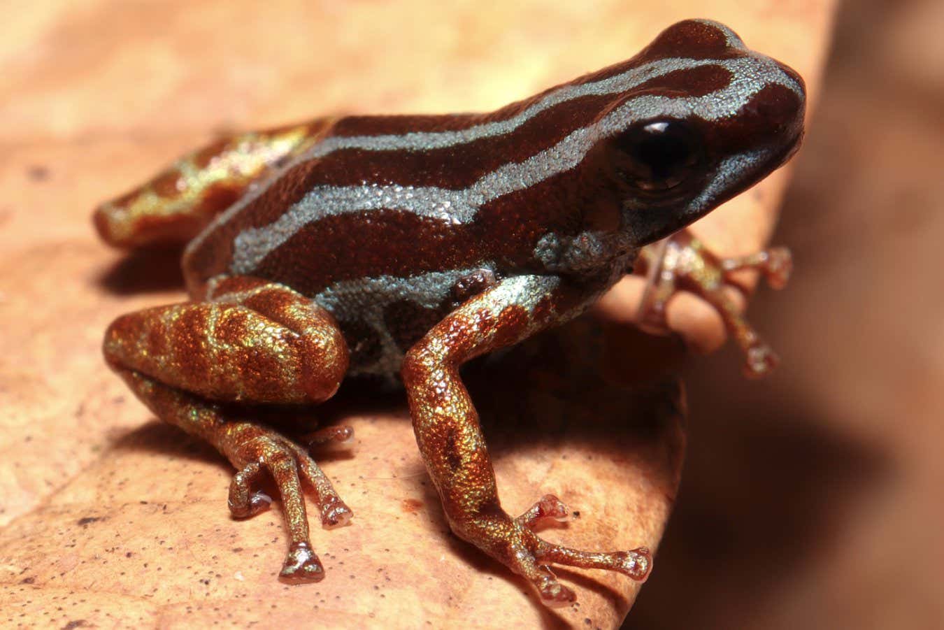 Exquisito especie de rana nueva a la ciencia tiene piernas doradas y hábitos extraños