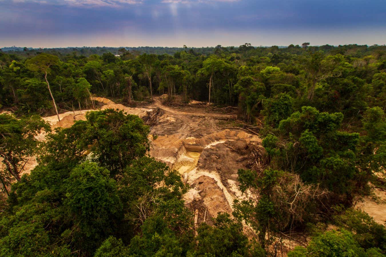 La pérdida de bosque tropical se duplicó en 2024 mientras los incendios forestales se dispararon