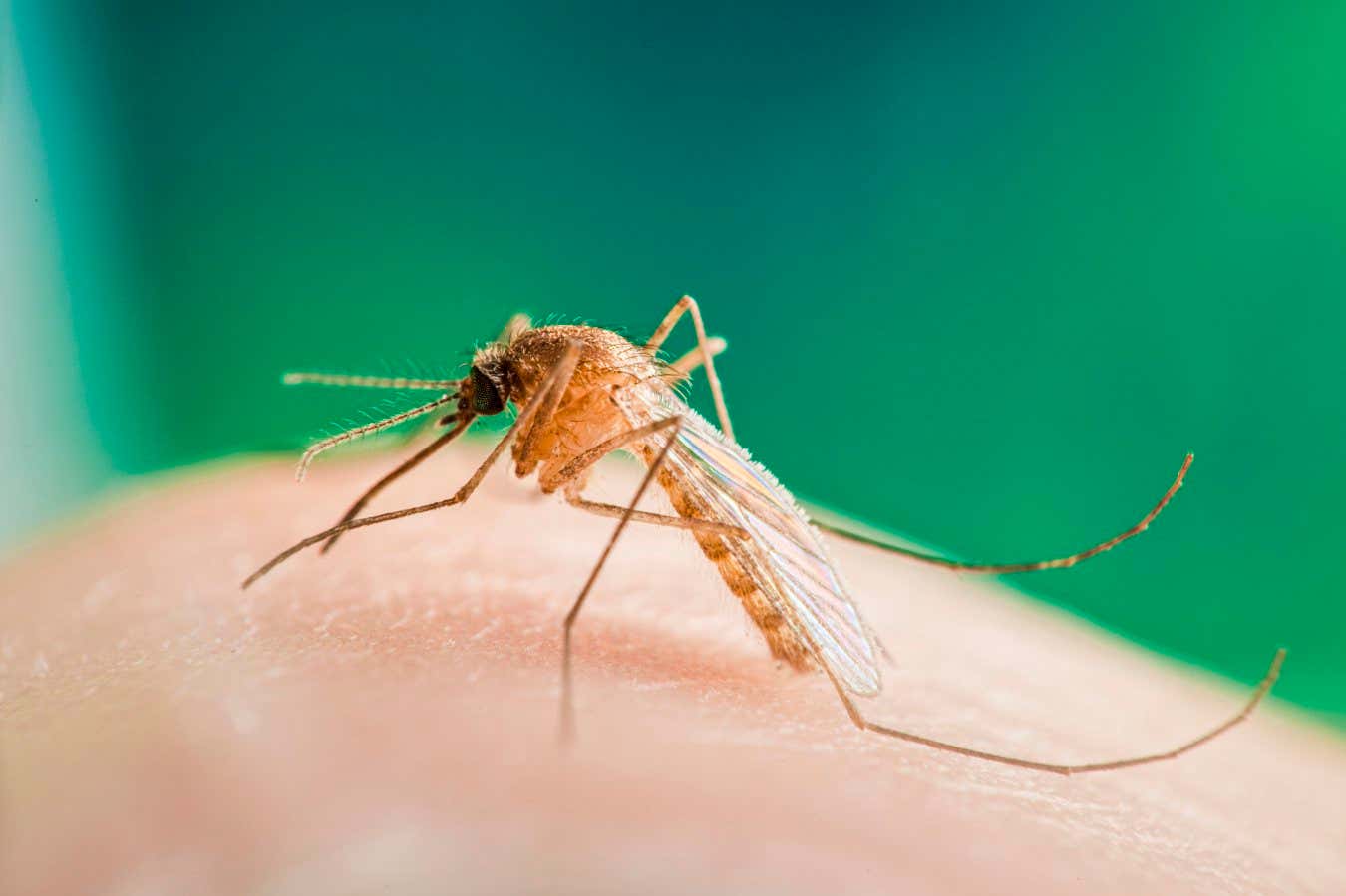El virus del Nilo Occidental detectado en mosquitos en el Reino Unido por primera vez