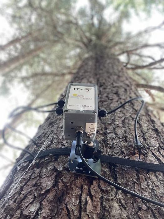 Los árboles se comunican entre sí para prepararse para un eclipse solar