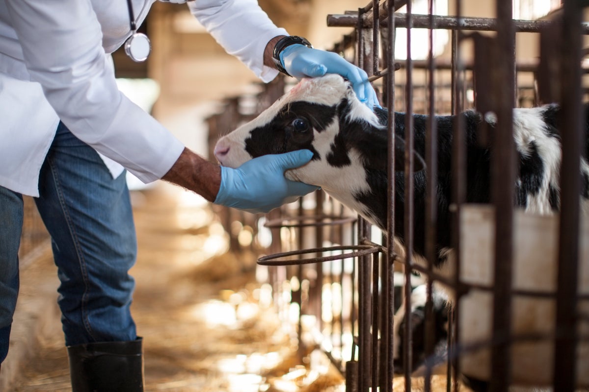 La vacuna contra la gripe aviar para las vacas pasa la prueba temprana