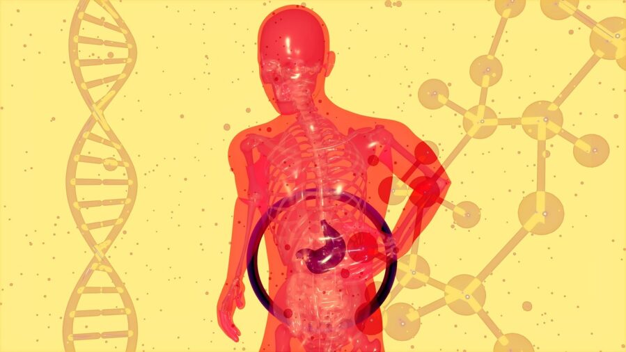 La dieta occidental interrumpe la recuperación intestinal y aumenta el riesgo de infección