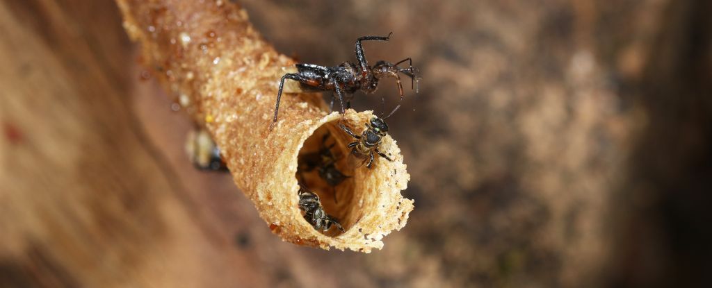 Los científicos revelan cómo un insecto mortal manipula a su presa: Sciencealert